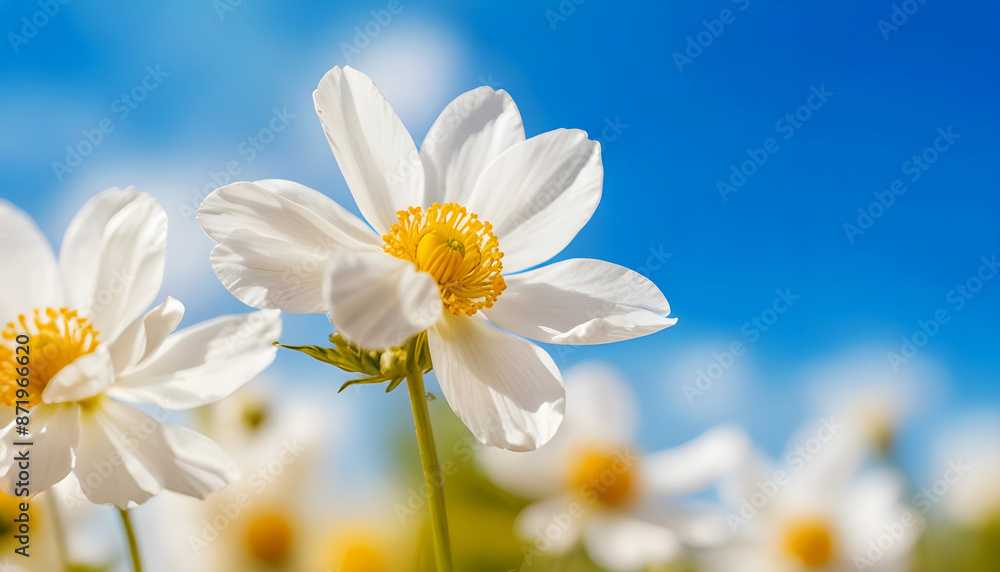 White flowers with yellow stamens and blurred blue sky background. Generative AI White flowers with yellow stamens and blurred blue sky background. Generative AI