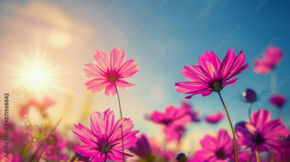Vibrant pink flowers basking in the warm glow of the setting sun beneath a clear blue sky. Vibrant pink flowers basking in the warm glow of the setting sun beneath a clear blue sky.