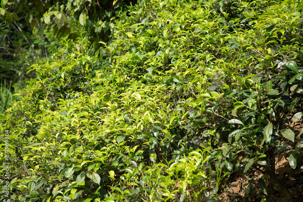 high mountain tea plantation in Sri Lanka high mountain tea plantation in Sri Lanka
