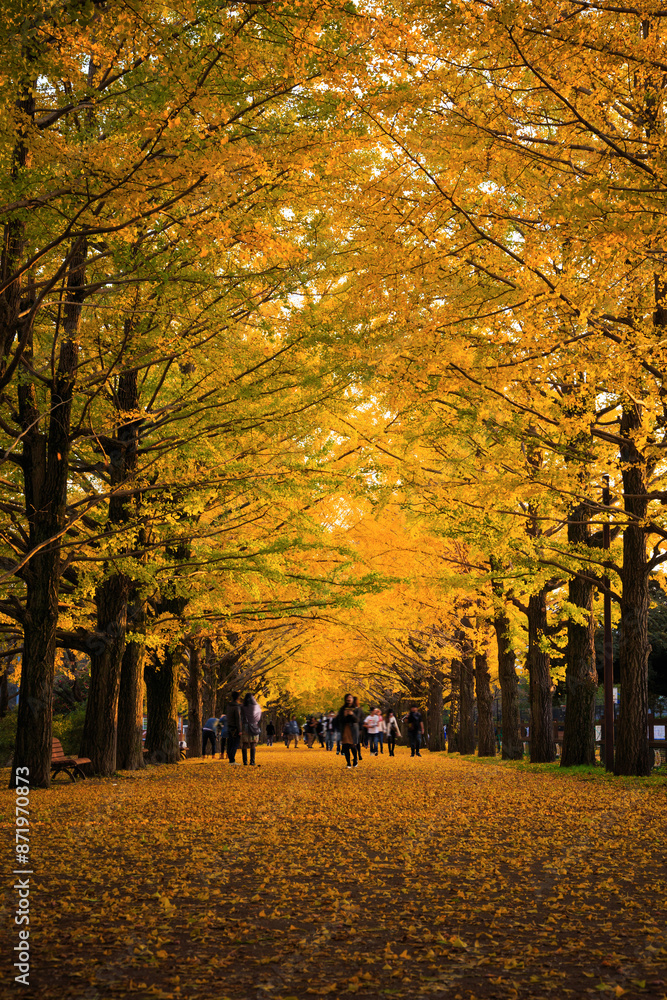 Fototapeta premium 夕暮れの銀杏並木（昭和記念公園 ）