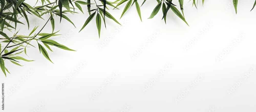 Bamboo leaves against a white backdrop in a copy space image. Bamboo leaves against a white backdrop in a copy space image.