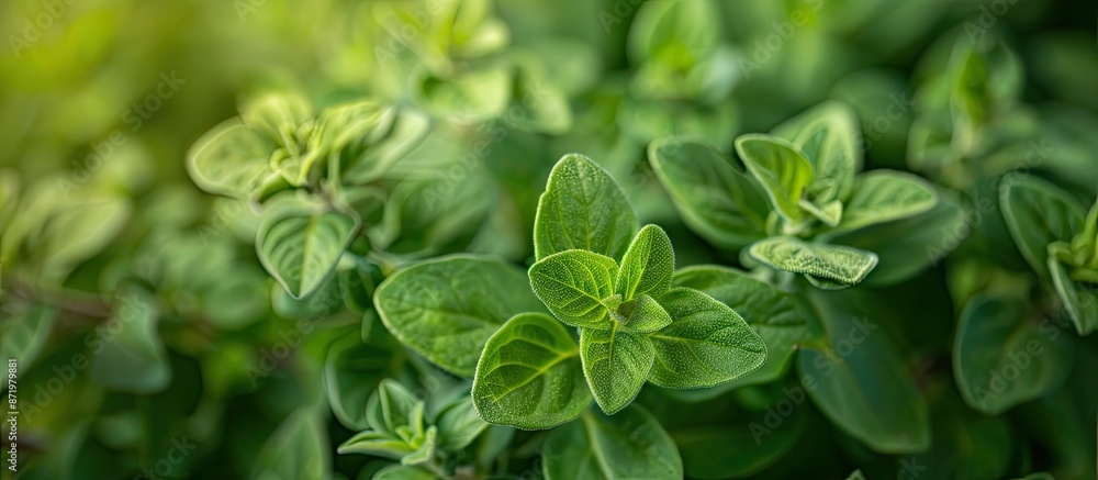 Marjoram, scientifically known as Origanum vulgare, is used in herbal medicine. Copy space image. Marjoram, scientifically known as Origanum vulgare, is used in herbal medicine. Copy space image.