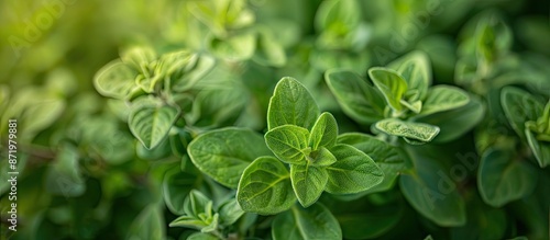 Marjoram, scientifically known as Origanum vulgare, is used in herbal medicine. Copy space image.