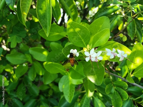 Excoecaria agallocha, a mangrove species, belongs to the genus Excoecaria of the family Euphorbiaceae. 