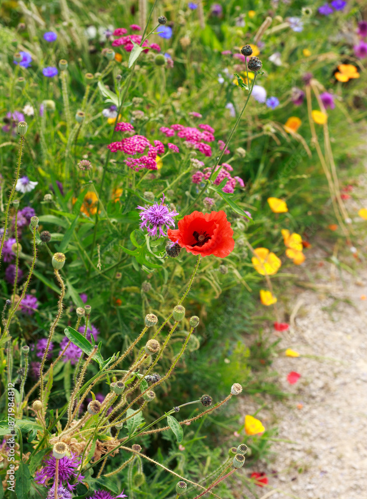 Field of Colourful summer flowers in full bloom Field of Colourful summer flowers in full bloom