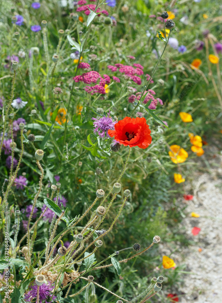 Obraz premium Meadow of colourful spring flowers with a bright red poppy in the centre