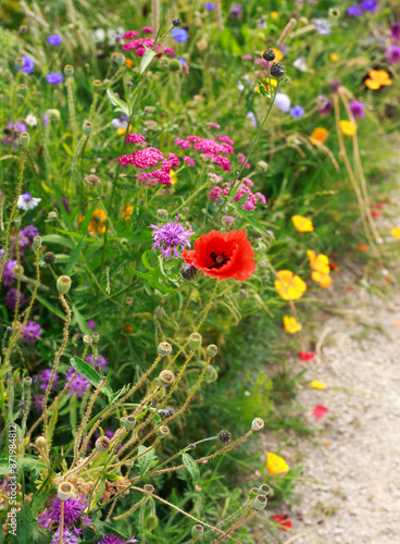 Field of Colourful summer flowers in full bloom