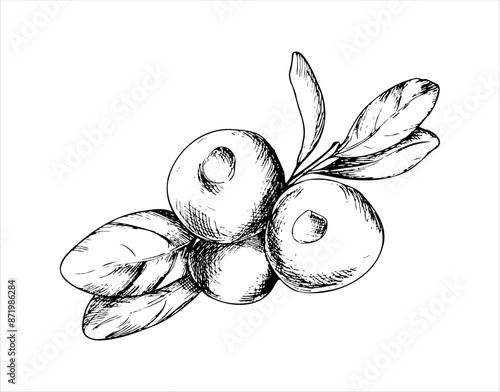 Hand drawn sketch of cranberries with leaves. Vector botanical illustration in graphic