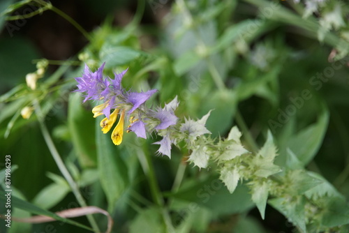 Wood cow-wheat (Melampyrum nemorosum), wildflower, , Poland, Lower silesia, june 2024, Dolnyslask, gory sowie, sudety, mountains, trekking, polska photo