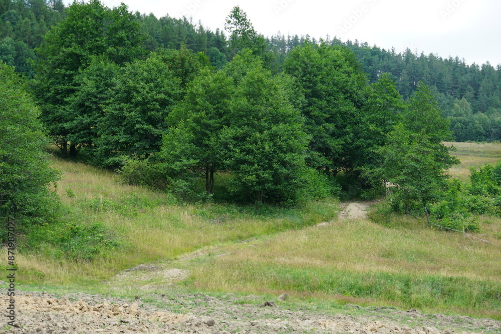 Obraz premium walking trail, Polish forest, tree branches, Tree roots, Poland, village, Fields, Góry Sowie, Mountains, bielawa, pieszyce, trekking, lower silesia, poland, june 2024, sudety, nature, tree,