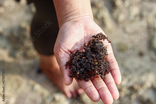 hands carrying fresh red algae from the beach photo