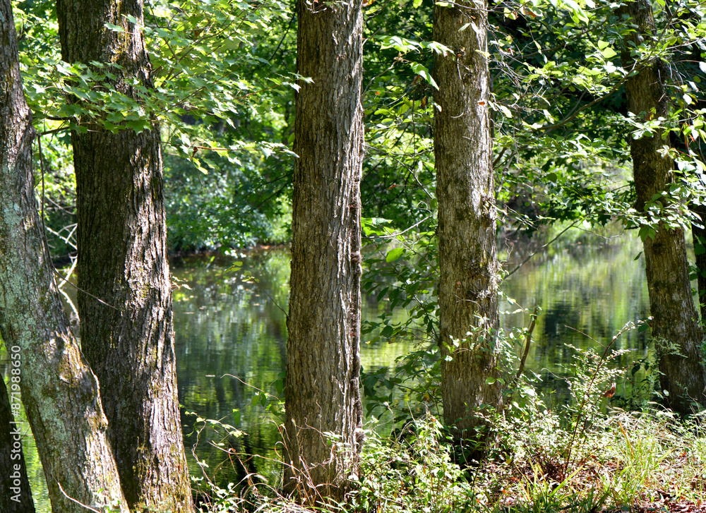 textured trunk of a tree in the forest, princeton, nj textured trunk of a tree in the forest, princeton, nj