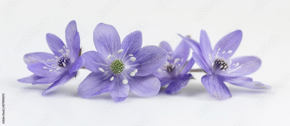 Hepatica nobilis showcased against a plain white backdrop for a visually pleasing copy space image. Hepatica nobilis showcased against a plain white backdrop for a visually pleasing copy space image.