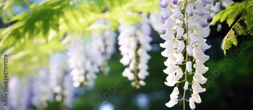Stunning wisteria blossom in pristine white color with copy space image. photo