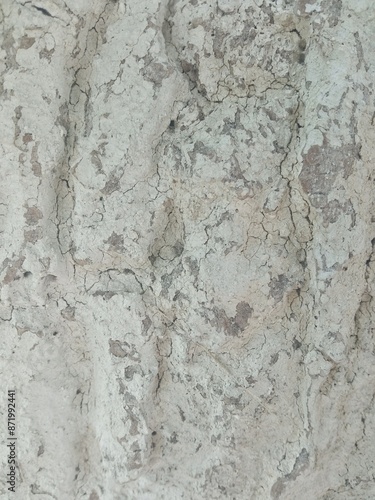 Painted tree bark. The texture of whitewashed wood. Peeling, peeling white paint. Place for text, background, texture, close-up.