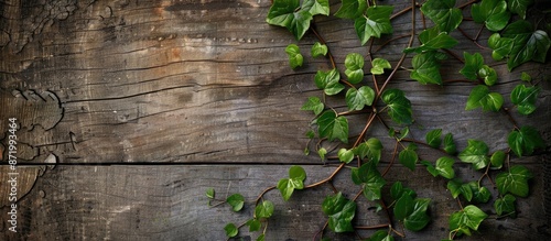 Wild vine branch on wooden backdrop with copy space image.