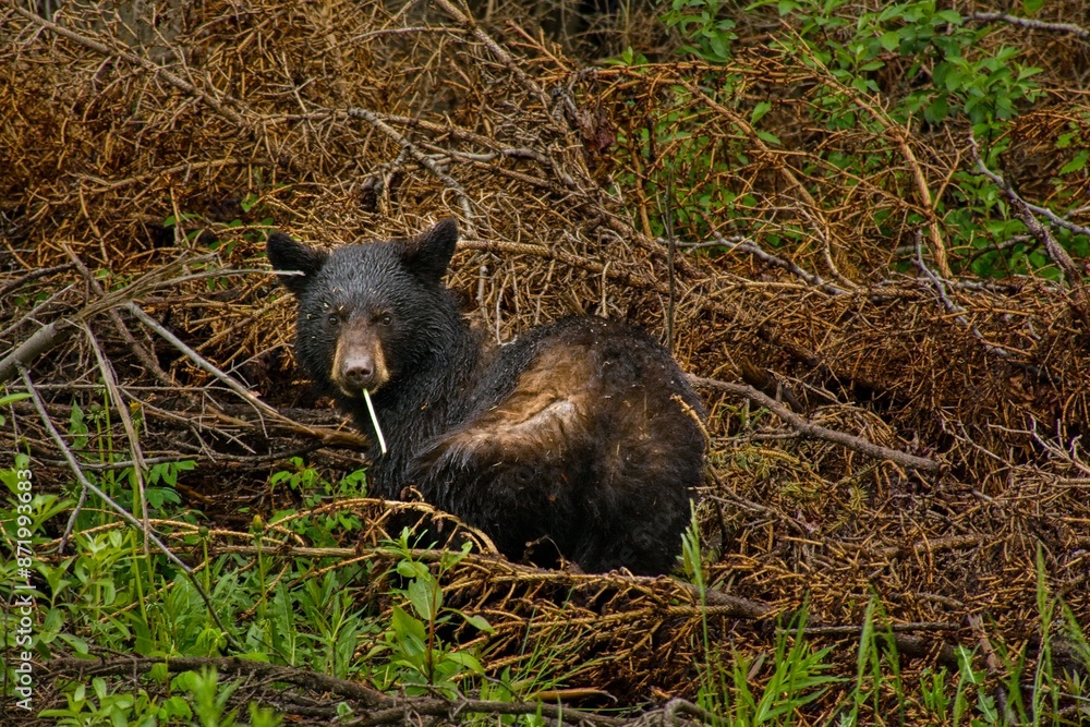 Black Bear hanging out in the forest Black Bear hanging out in the forest