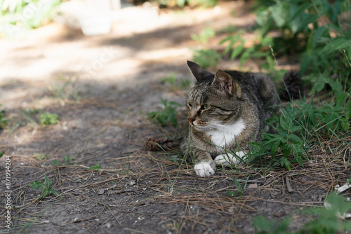 wild cat resting on the grass in the street photo