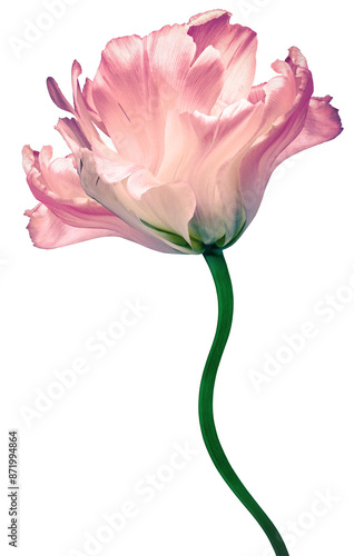 Pink  tulip flower  on white isolated background with clipping path. Closeup. For design. Transparent background. 