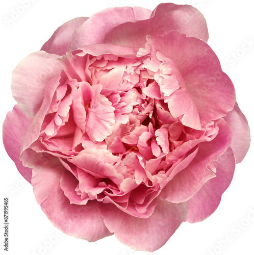 Fototapeta Naklejka Na Ścianę i Meble -  Pink peony flower  on isolated background.  Closeup. For design. Transparent background.