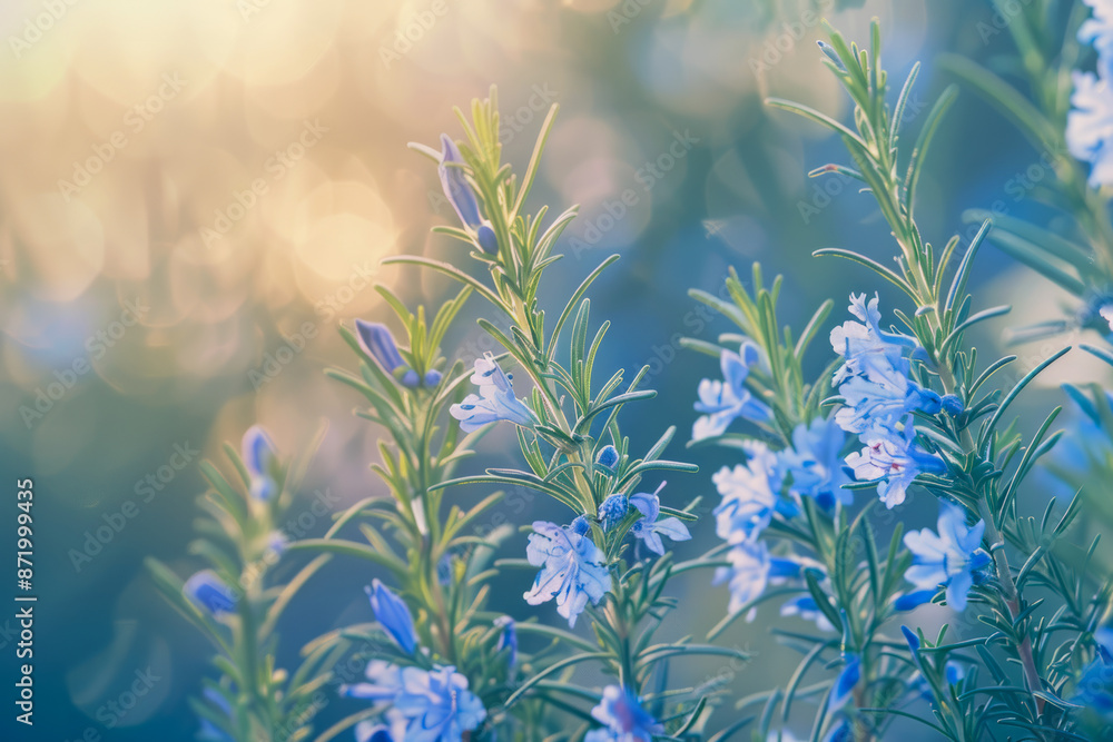 Serene Close Up of Blooming Rosemary Plants with Soft Bokeh Background Serene Close Up of Blooming Rosemary Plants with Soft Bokeh Background