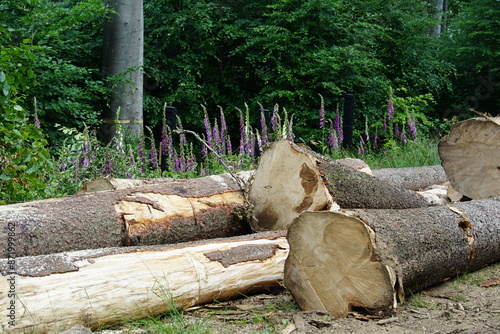 Cut trees, forest clearing, Polish forest, tree branches, Tree roots, Poland, village, Fields, Góry Sowie, Mountains, bielawa, pieszyce, trekking, lower silesia, poland, june 2024, sudety, góry sowie