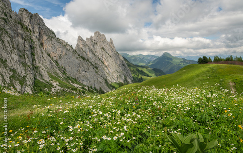 Fototapeta Naklejka Na Ścianę i Meble -  View on a beautiful alpine meadow with white wild flowers in the background, Gastlosen mountain rock formations in the background. Beautiful summer view in the Swiss Alps. Wonderful hiking and travel.