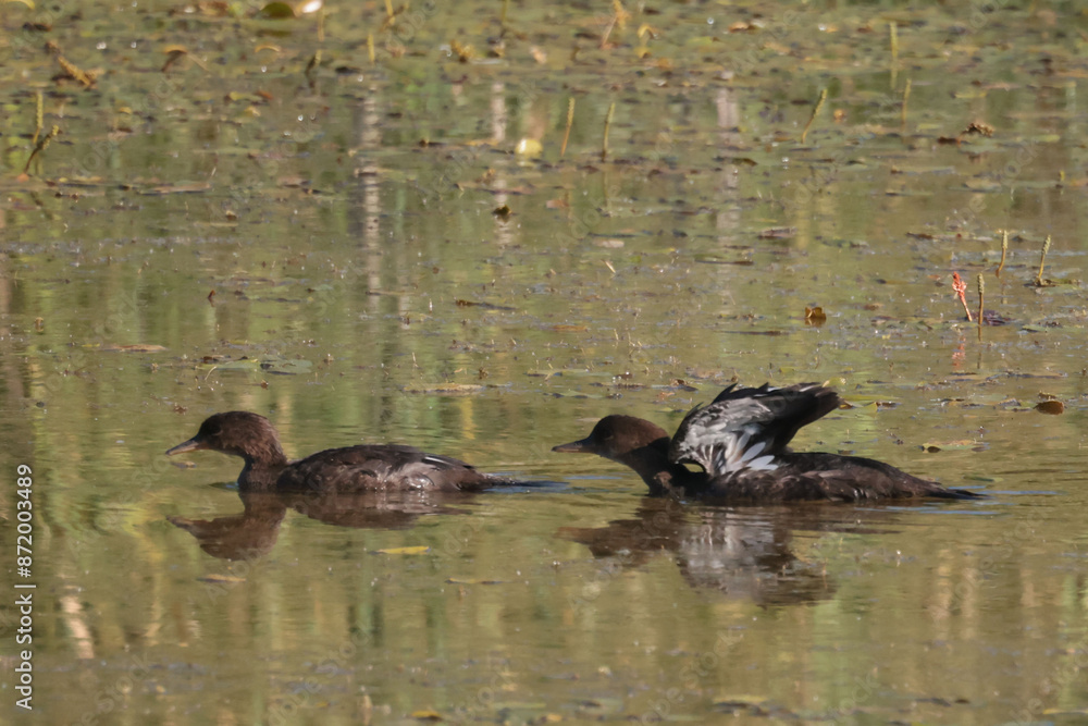 Juvenile Hooded mergansers on marsh on beautiful sunny summer Juvenile Hooded mergansers on marsh on beautiful sunny summer