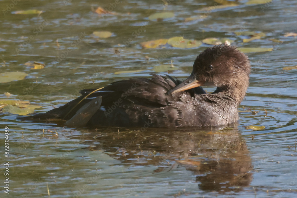 Juvenile Hooded mergansers on marsh on beautiful sunny summer Juvenile Hooded mergansers on marsh on beautiful sunny summer
