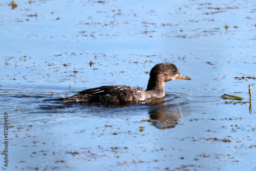 Juvenile Hooded mergansers on marsh on beautiful sunny summer 