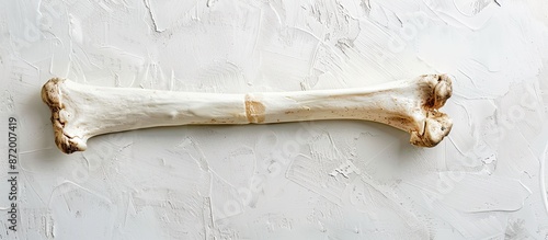 A bone placed on a white backdrop with ample copy space image available.