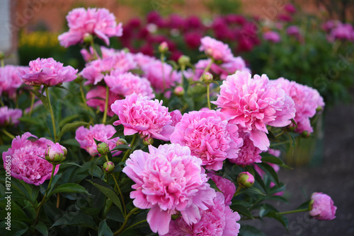 Large red peony flowers in the summer garden. Paeonia officinalis.
