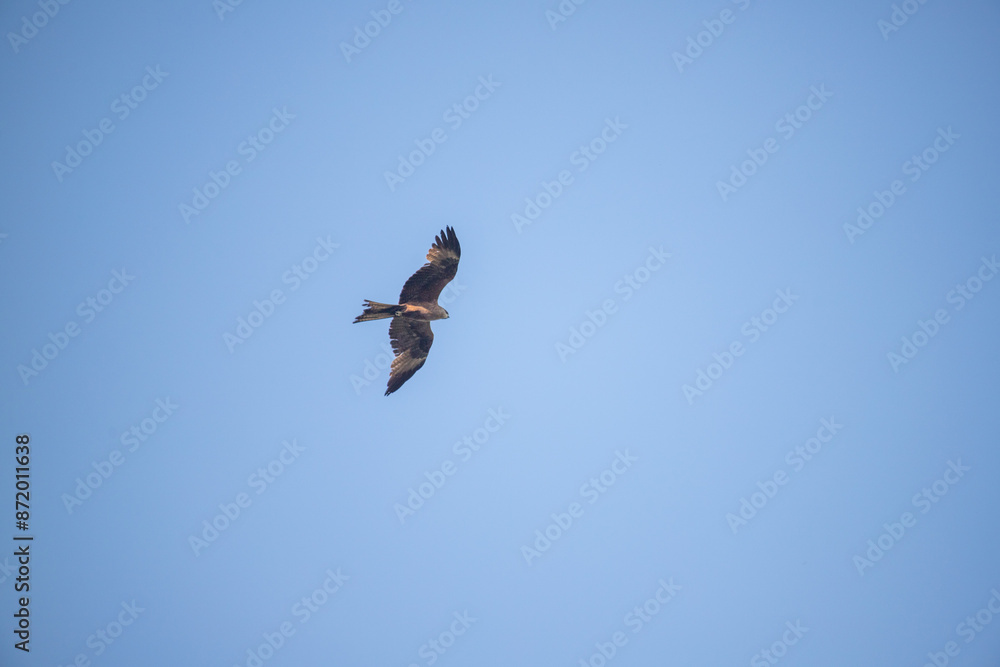 Birds fly against the background of the blue sky. Birds fly against the background of the blue sky.