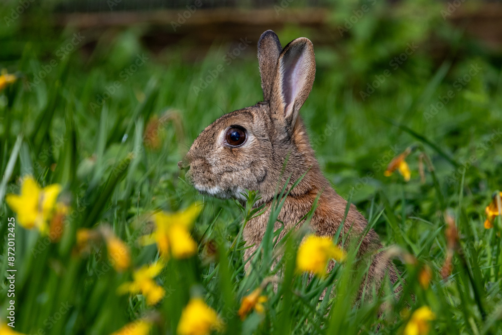 A Wild Rabbits Garden