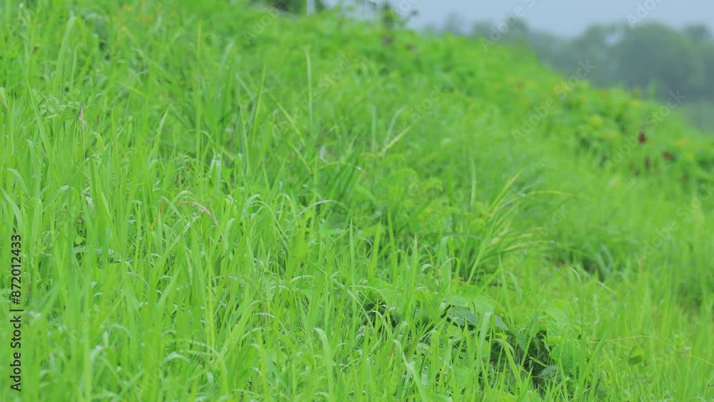 爽やかな草原に降る雨 イメージ 爽やかな草原に降る雨 イメージ