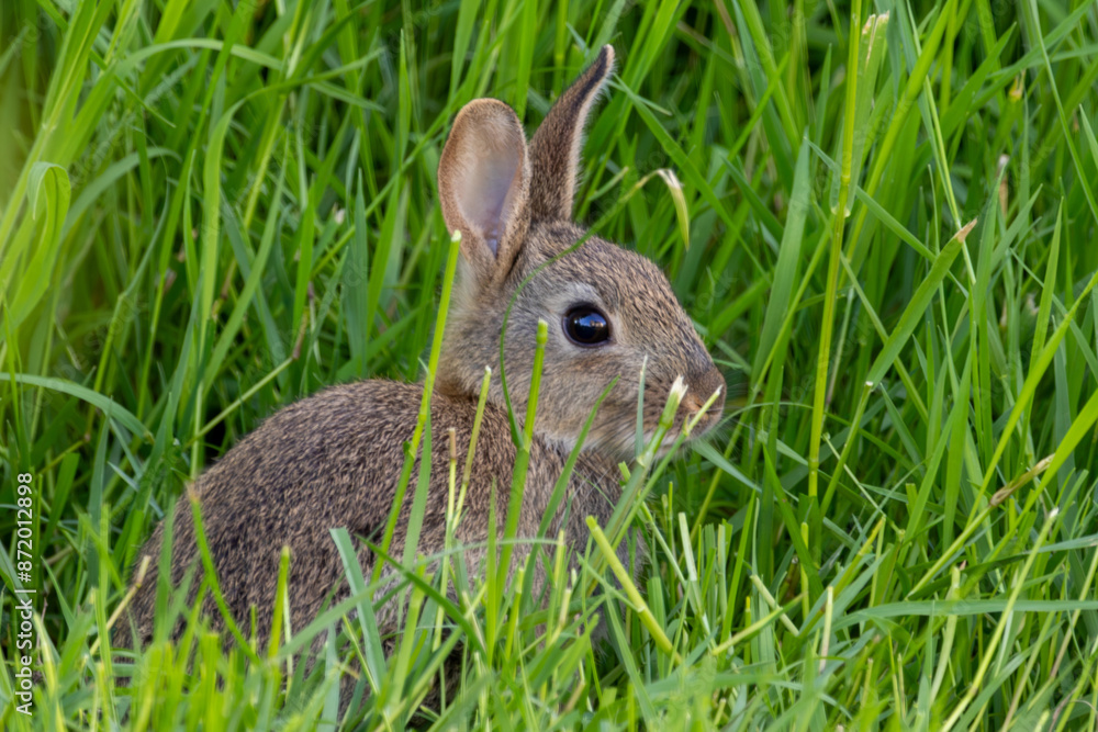 Fototapeta premium A Wild Rabbits Garden