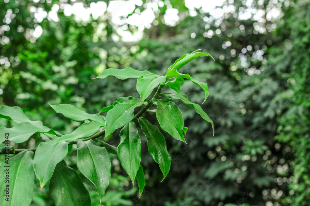 Chamaecostus cuspidatus tropical green leaves in the forest Chamaecostus cuspidatus tropical green leaves in the forest