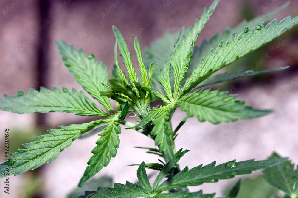 Cannabis first leaves close up modern high quality print medical marihuana super lemon haze family cannabaceae big size instant download stock photography Cannabis first leaves close up modern high quality print medical marihuana super lemon haze family cannabaceae big size instant download stock photography