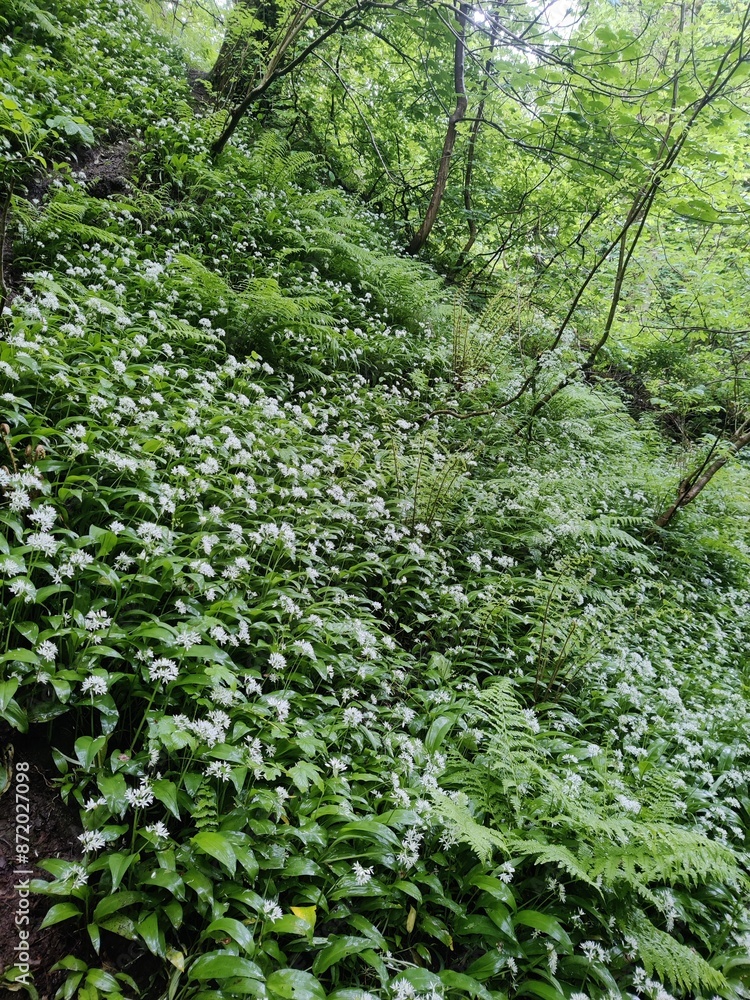 Obraz premium Wild Garlic 