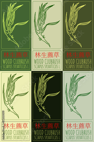 Set of vector drawing WOOD CLUBRUSH in Chinese in various colors. Hand drawn illustration. The Latin name is SCIRPUS SYLVATICUS L