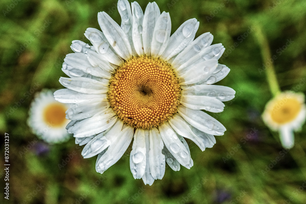 Obraz premium Macro - Forest - Europe, Romania, Suceava region