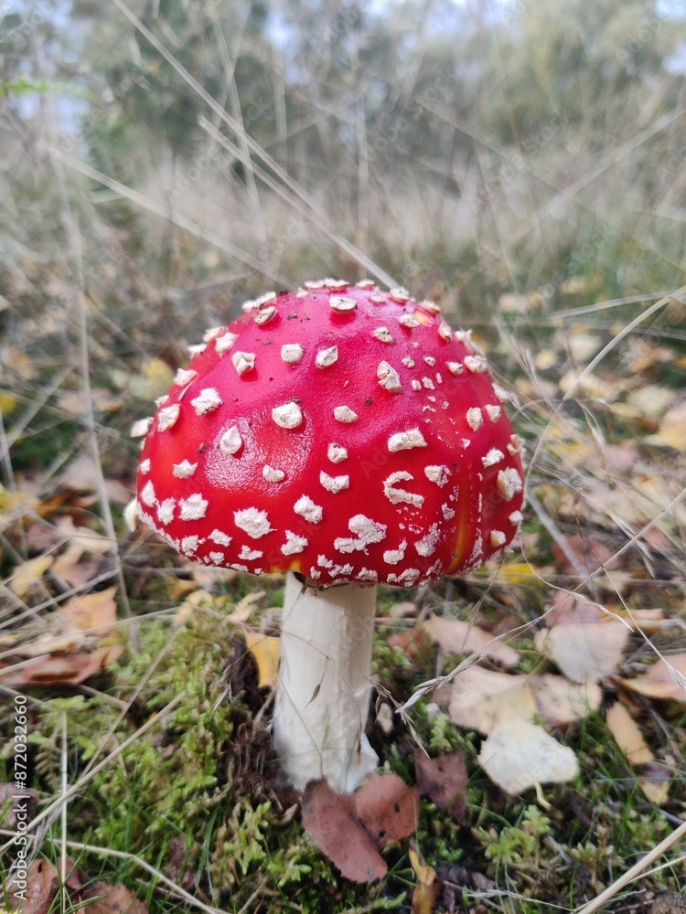 Fly Agaric Fly Agaric