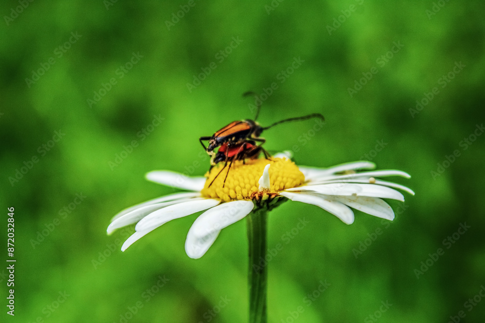 Macro - Forest - Europe, Romania, Suceava region Macro - Forest - Europe, Romania, Suceava region