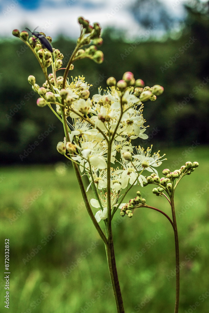 Macro - Forest - Europe, Romania, Suceava region Macro - Forest - Europe, Romania, Suceava region