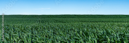 Field of corn. Green fresh colors. Panoramic view of the countryside, corn fields, horizon, blue sky. Agricultural technology production. Beautiful Rural rustic countryside landscape.