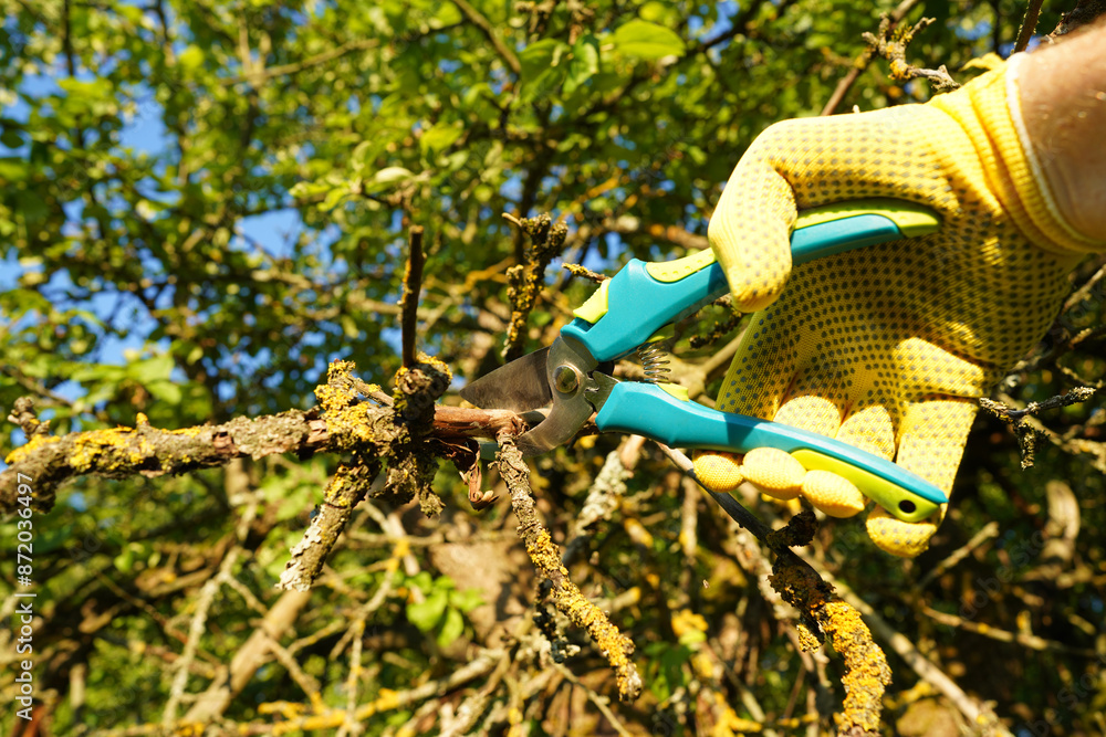 Obraz premium Cut branch use branch cutter. Cutting branches on apple tree use Garden pruning shears. Trimming tree branch in rural garden. Pruning tree with clippers on backyard in village. Pruning tools.