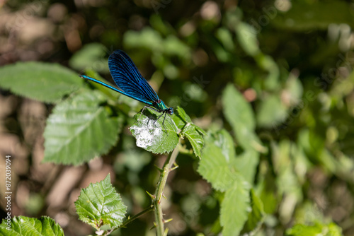 Blue Dragonfly Perched on Green Leaf © enesdigital