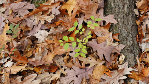 The colorful forest view in the natural park in autumn