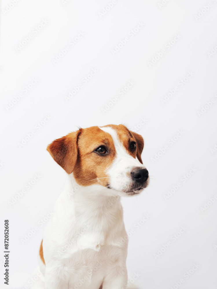 One adorable Jack Russell Terrier posing isolated over white background. Cute and funny dog sitting with mouth stained with ice cream One adorable Jack Russell Terrier posing isolated over white background. Cute and funny dog sitting with mouth stained with ice cream