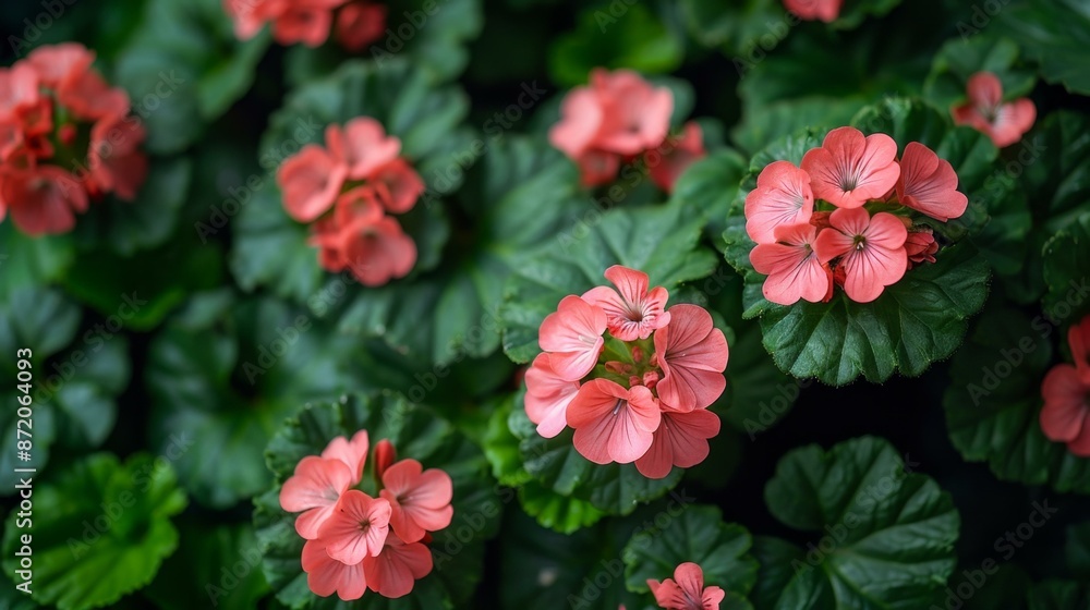 Vibrant Pink Flowers in a Garden Vibrant Pink Flowers in a Garden